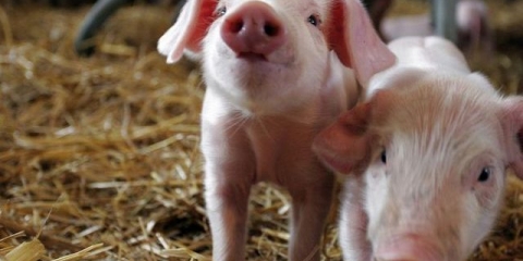 Čime hraniti mjesečnu prasad